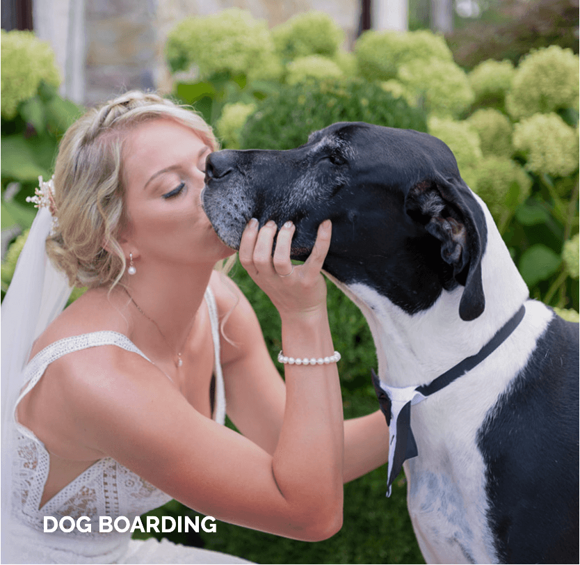 A bride in a white dress kisses a large black and white dog with a bow tie outdoors near green bushes. Text reads "Dog Boarding.